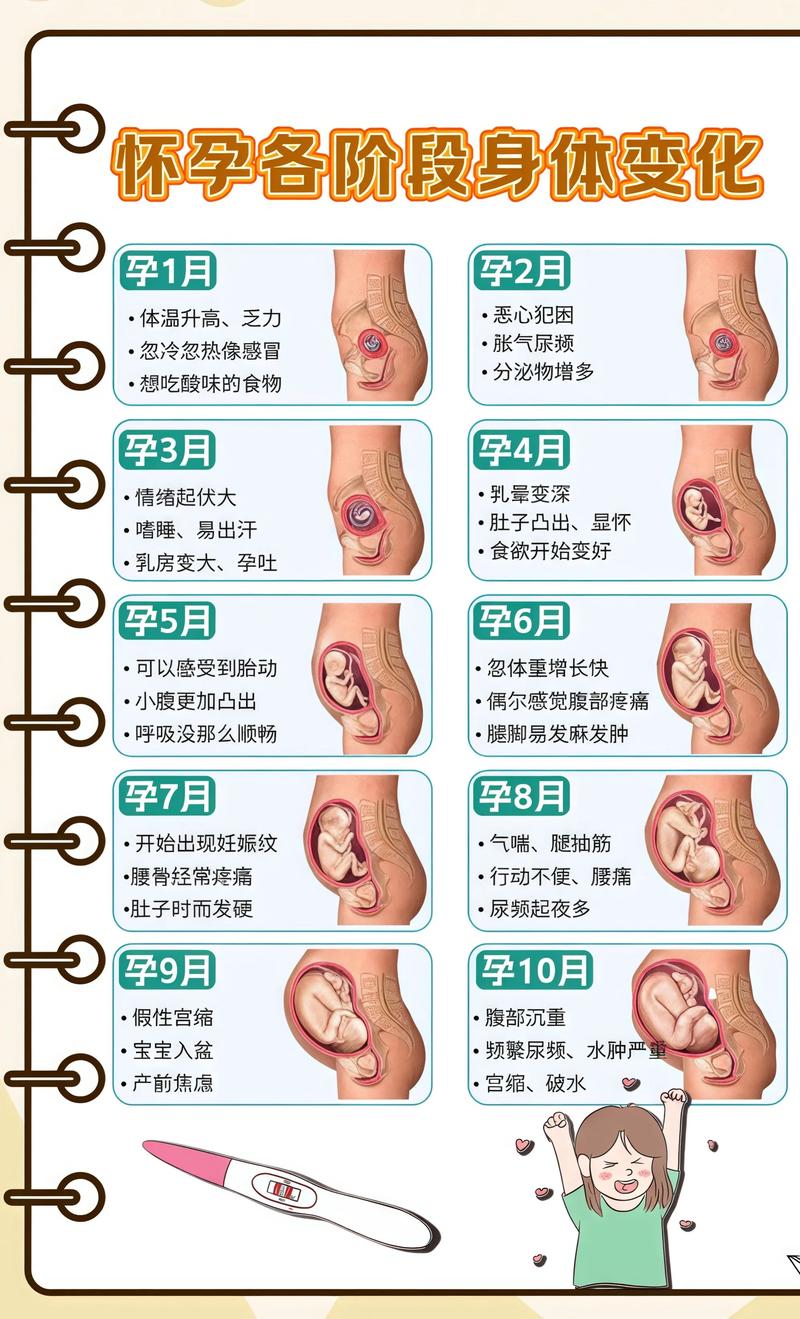 揭秘供卵代孕妈妈怀孕小腹分两节，孕期变化的奥秘辽宁代生机构: